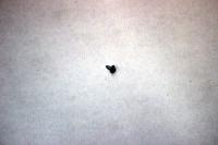 Саморез ST4.8×13